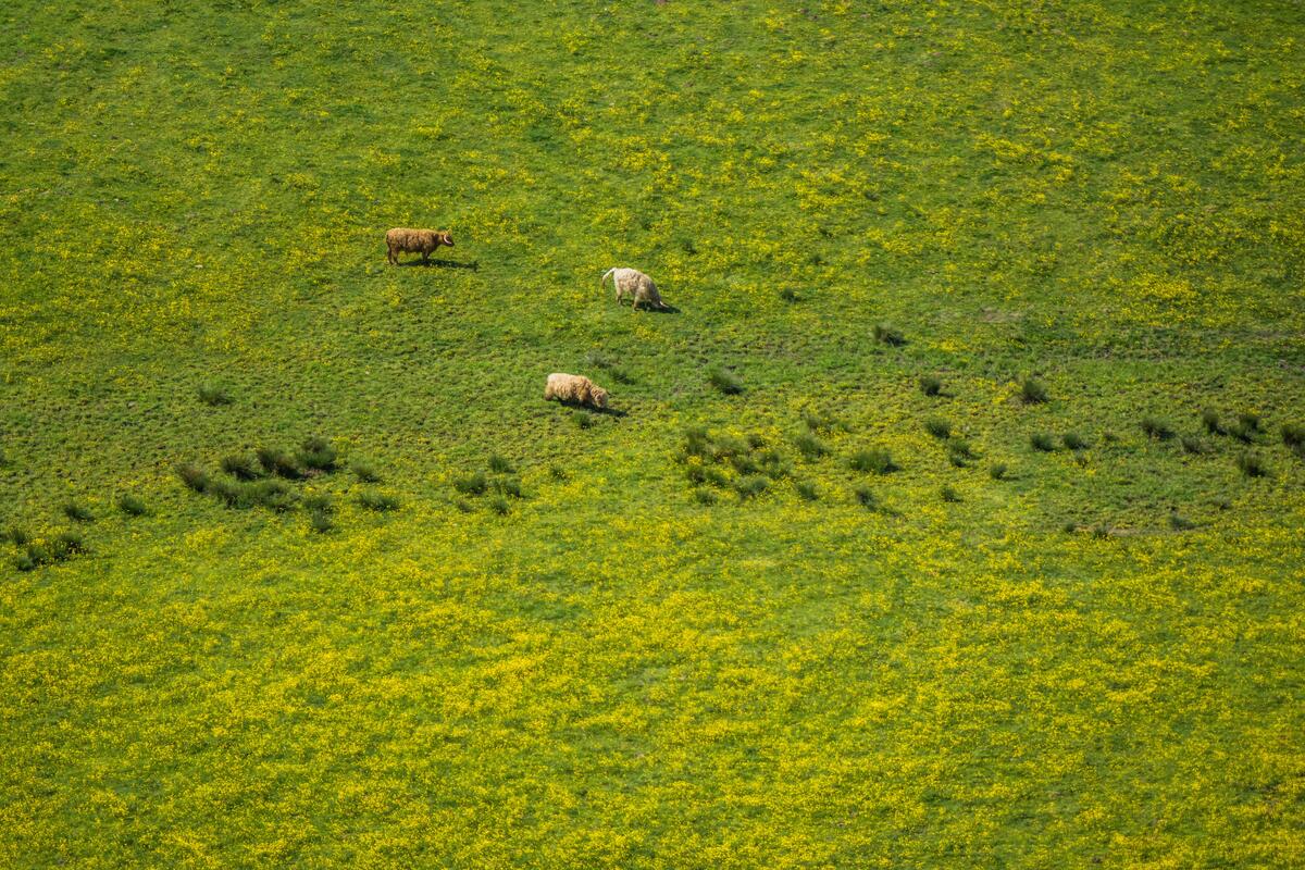 绿色草地上的牲畜