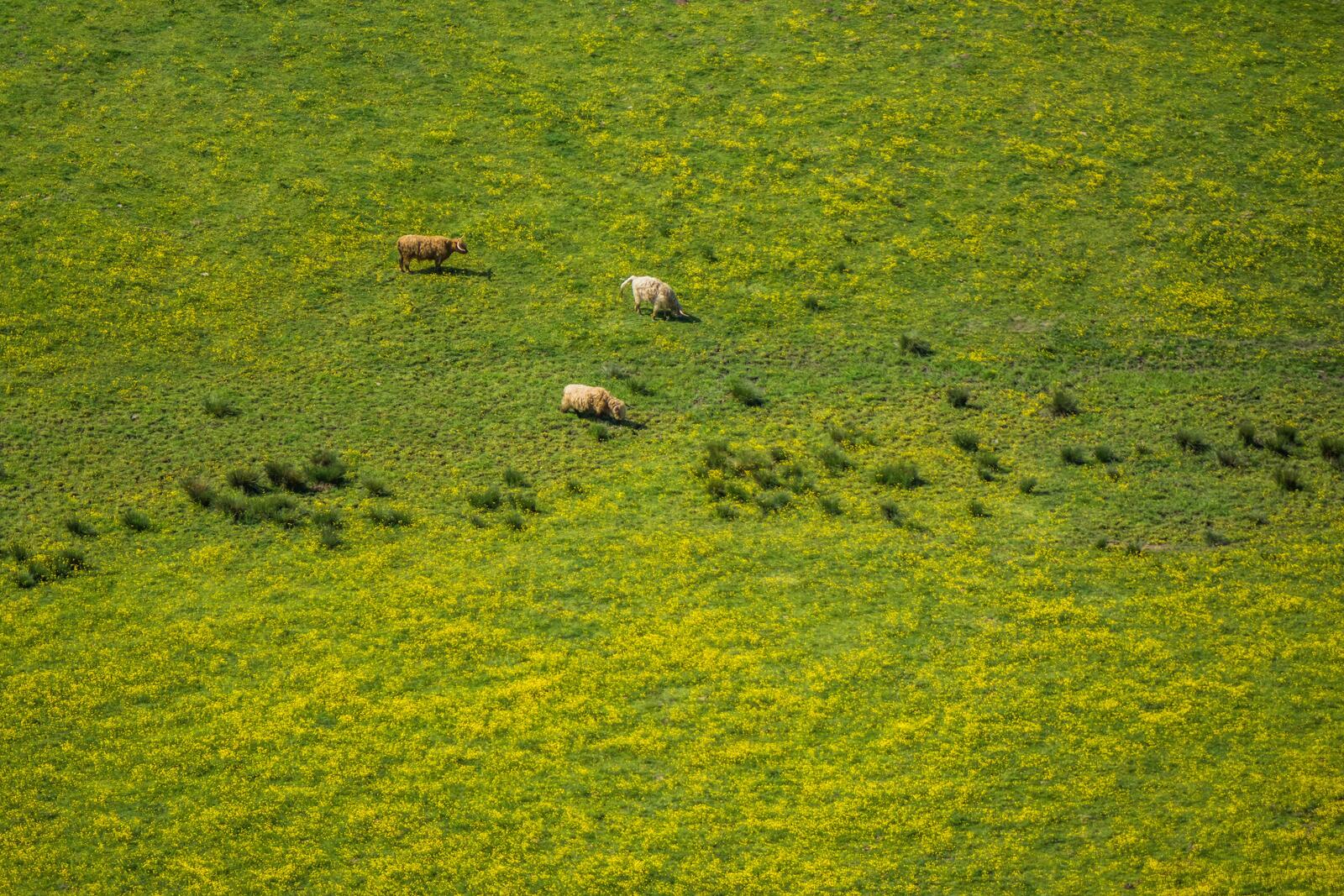 Бесплатное фото Домашний скот на зеленом пастбище