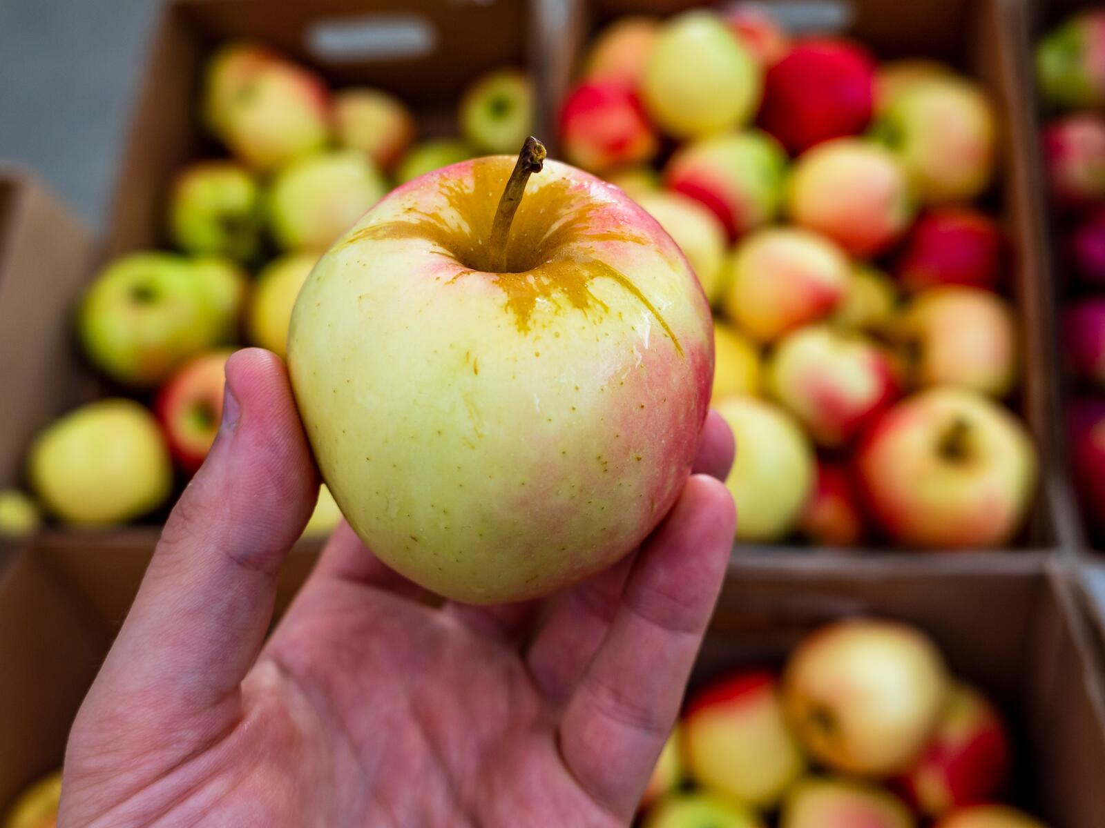 Обои рука яблоко фрукты на рабочий стол