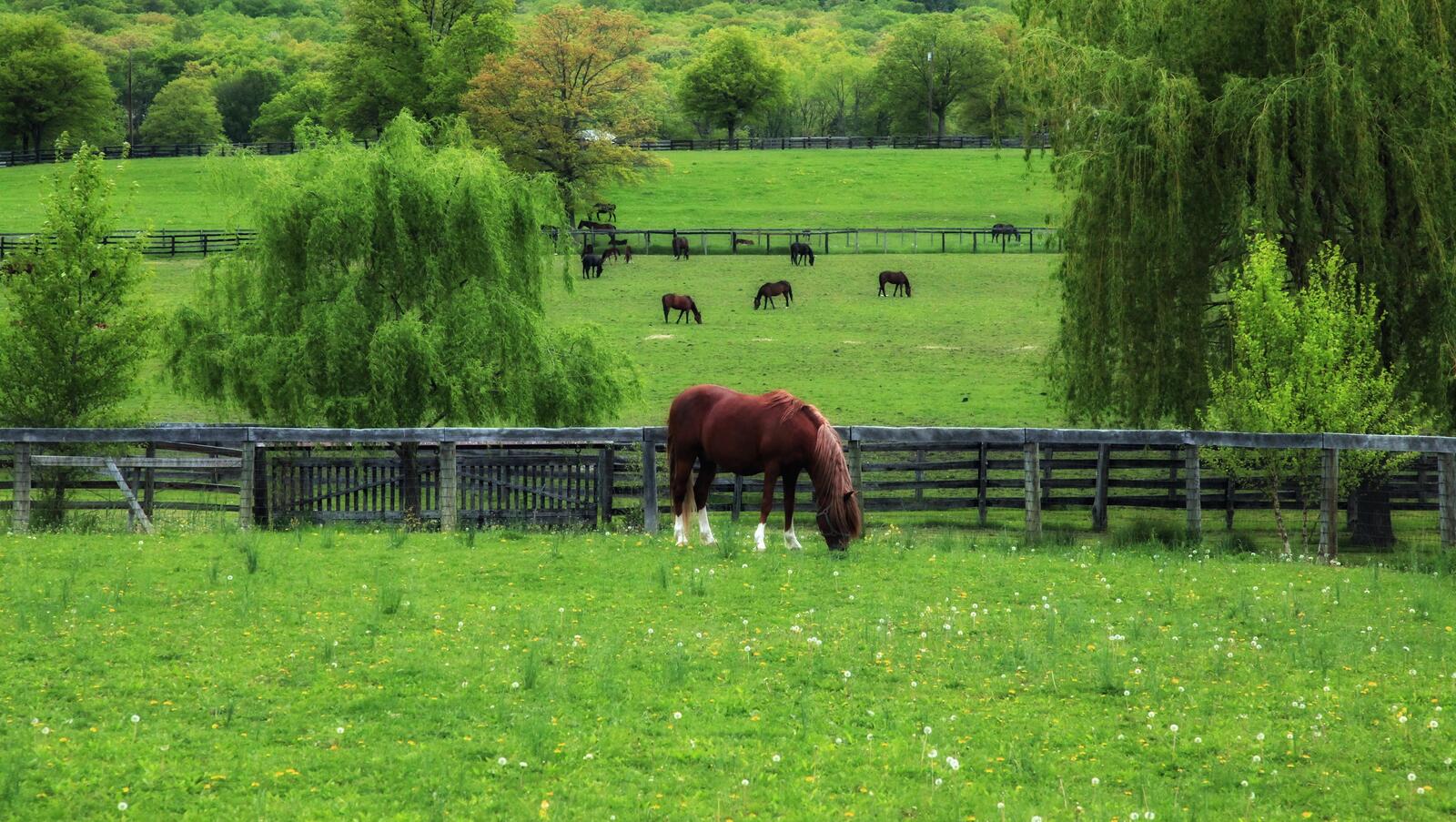Обои лошадь пастбище трава на рабочий стол