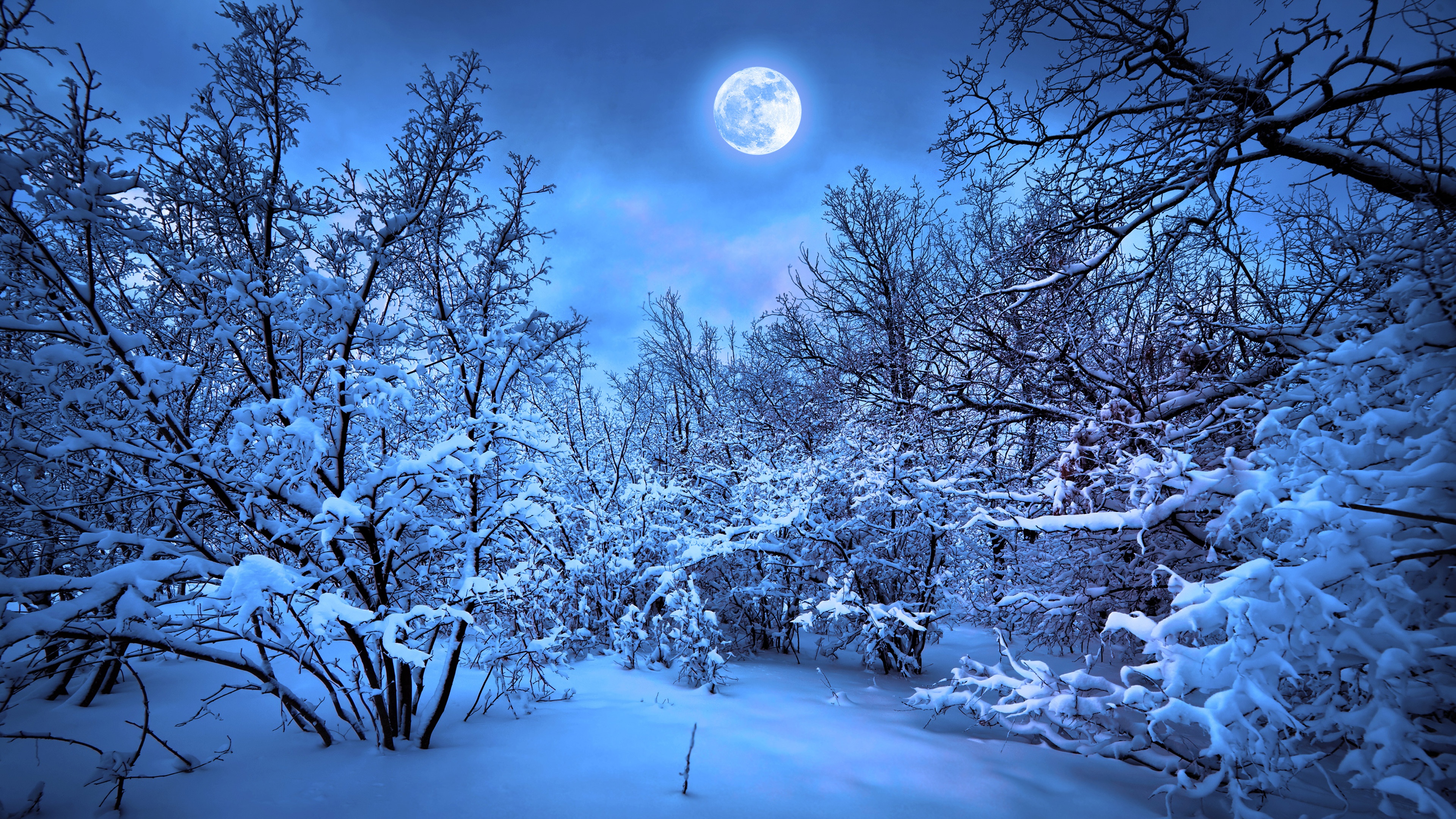 Бесплатное фото Вечерний снежный лес