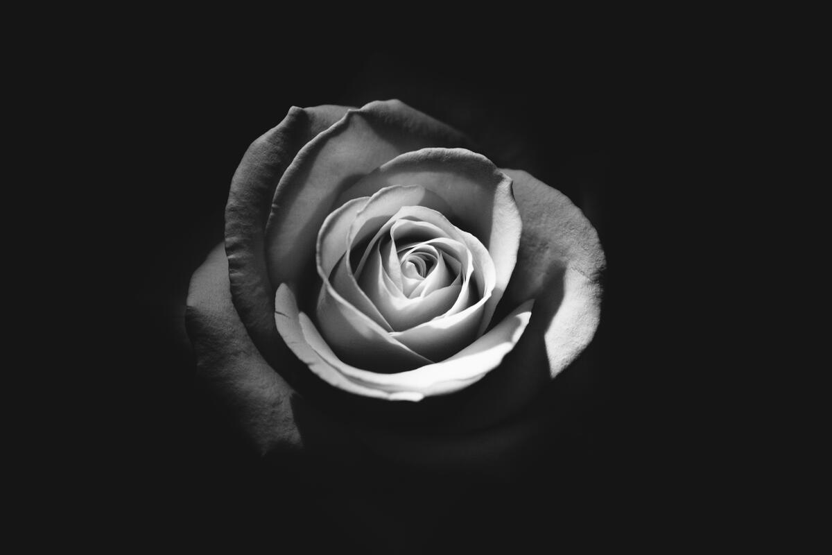 The rose in the black and white photo