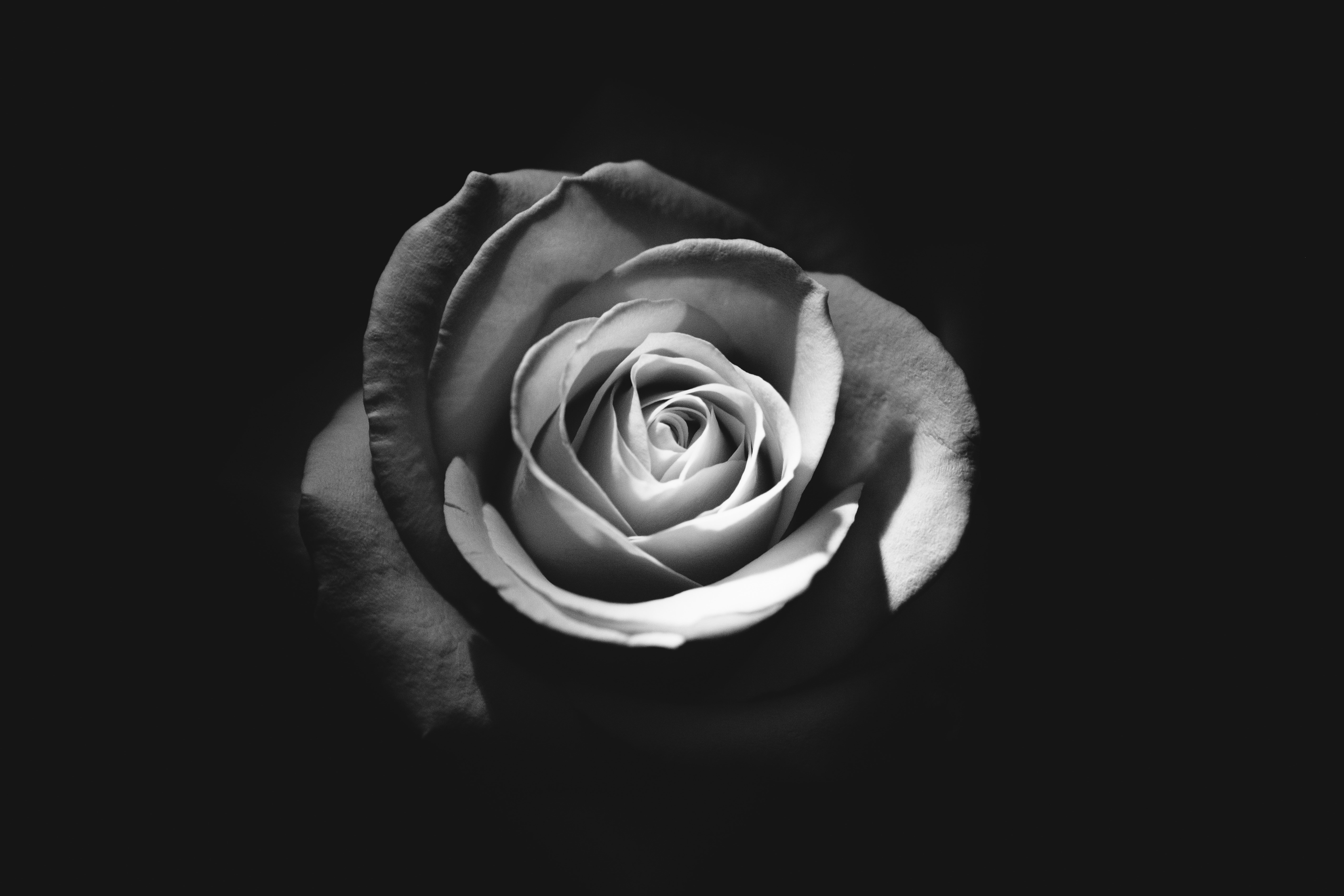 Free photo The rose in the black and white photo