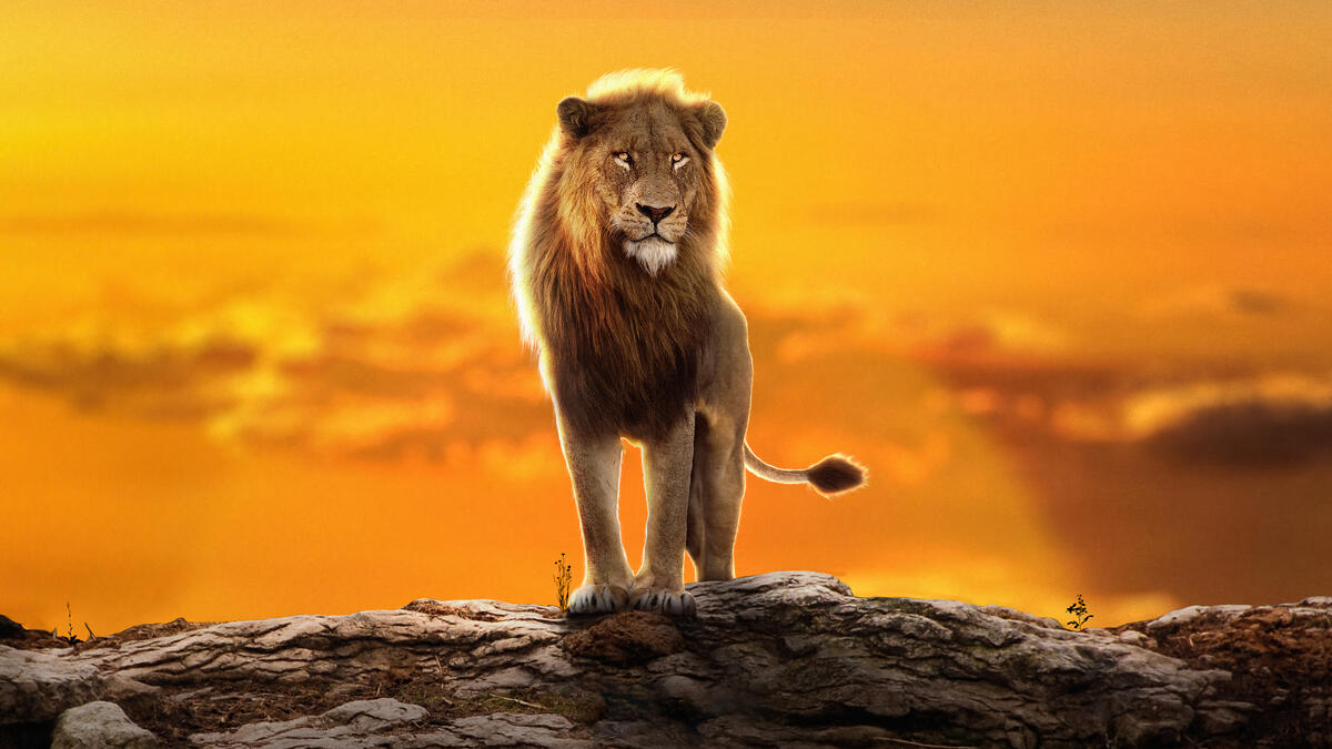 The lion king stands on a chipping block at sunset