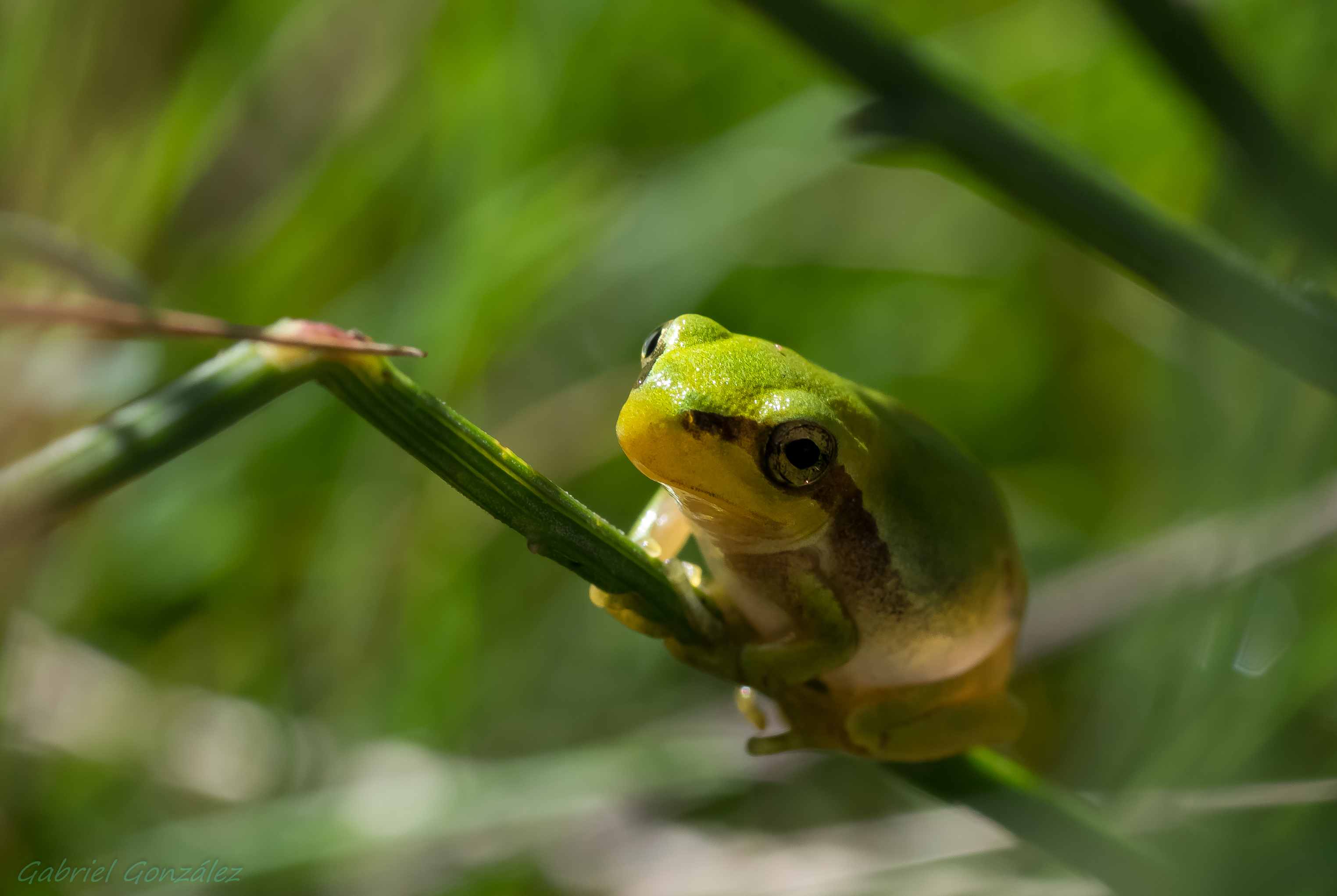 一只绿色的青蛙爬上了树枝