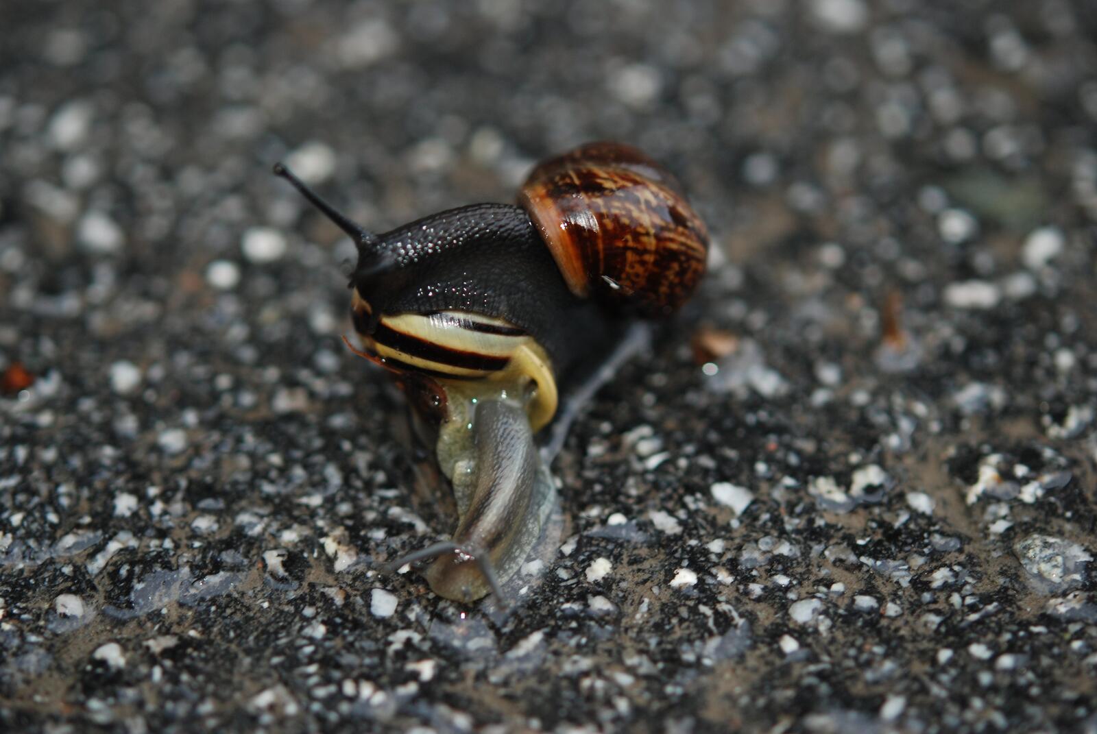 Free photo Slug on the pavement