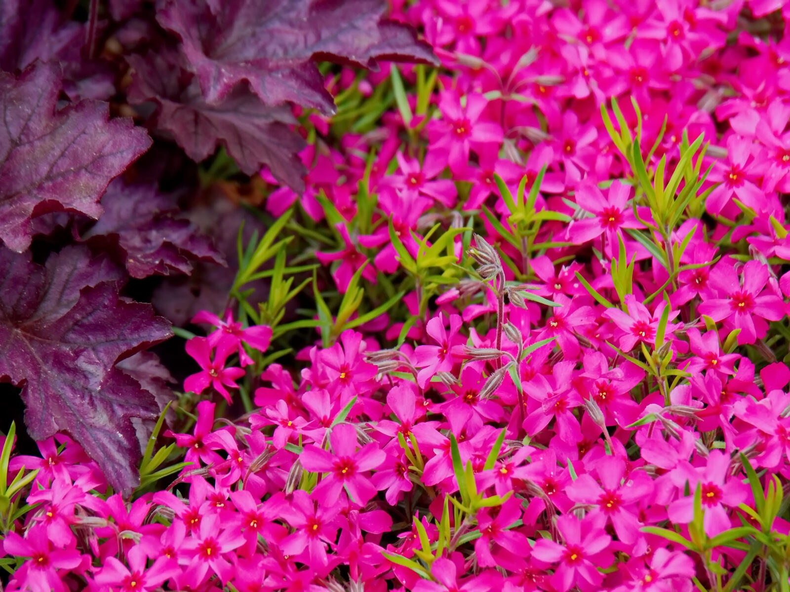 Free photo A shrub of pink little flowers