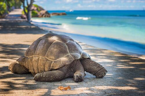 一只陆龟爬行在以大海为背景的人行道上