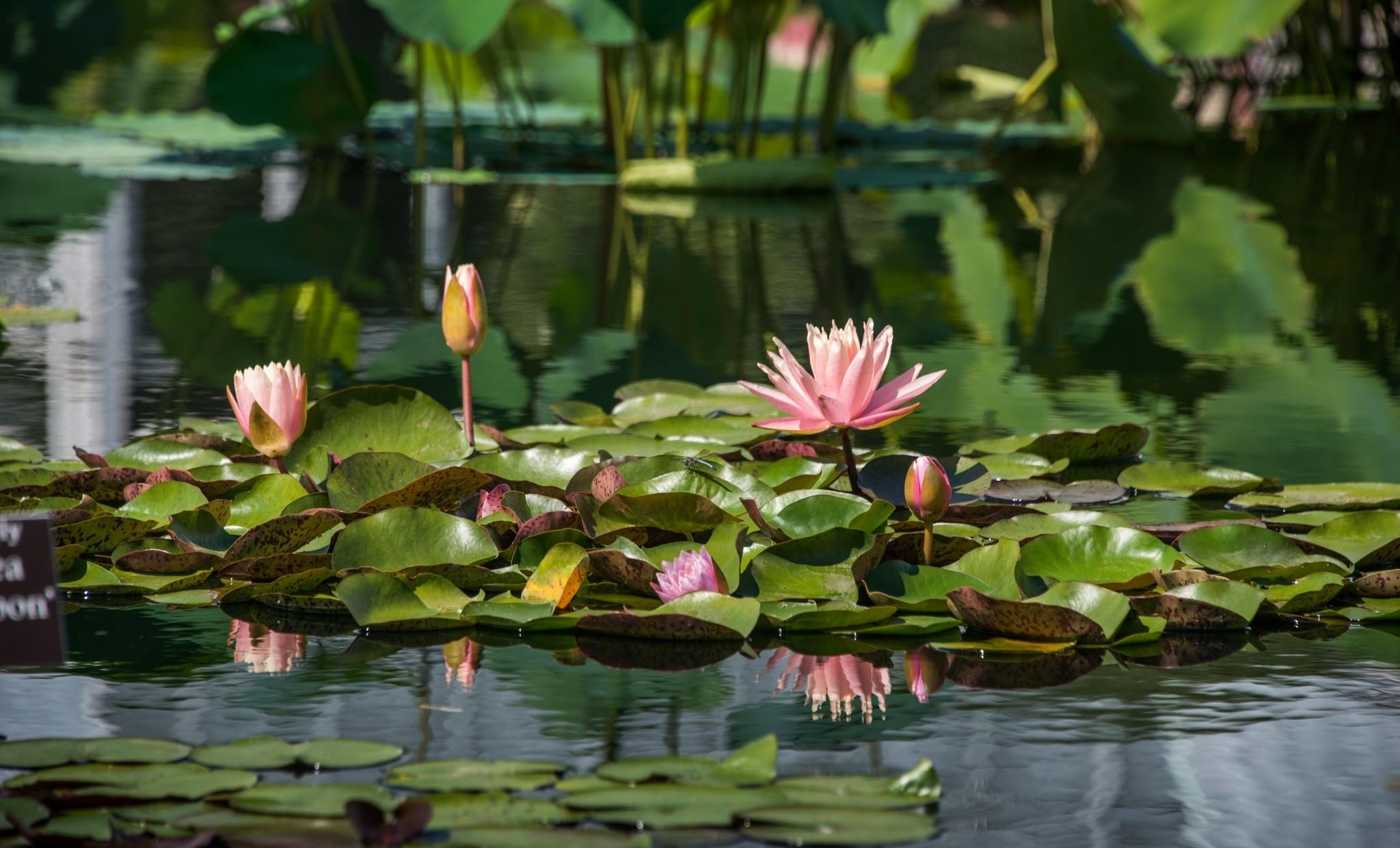 Wallpapers water lilies leaves pond on the desktop