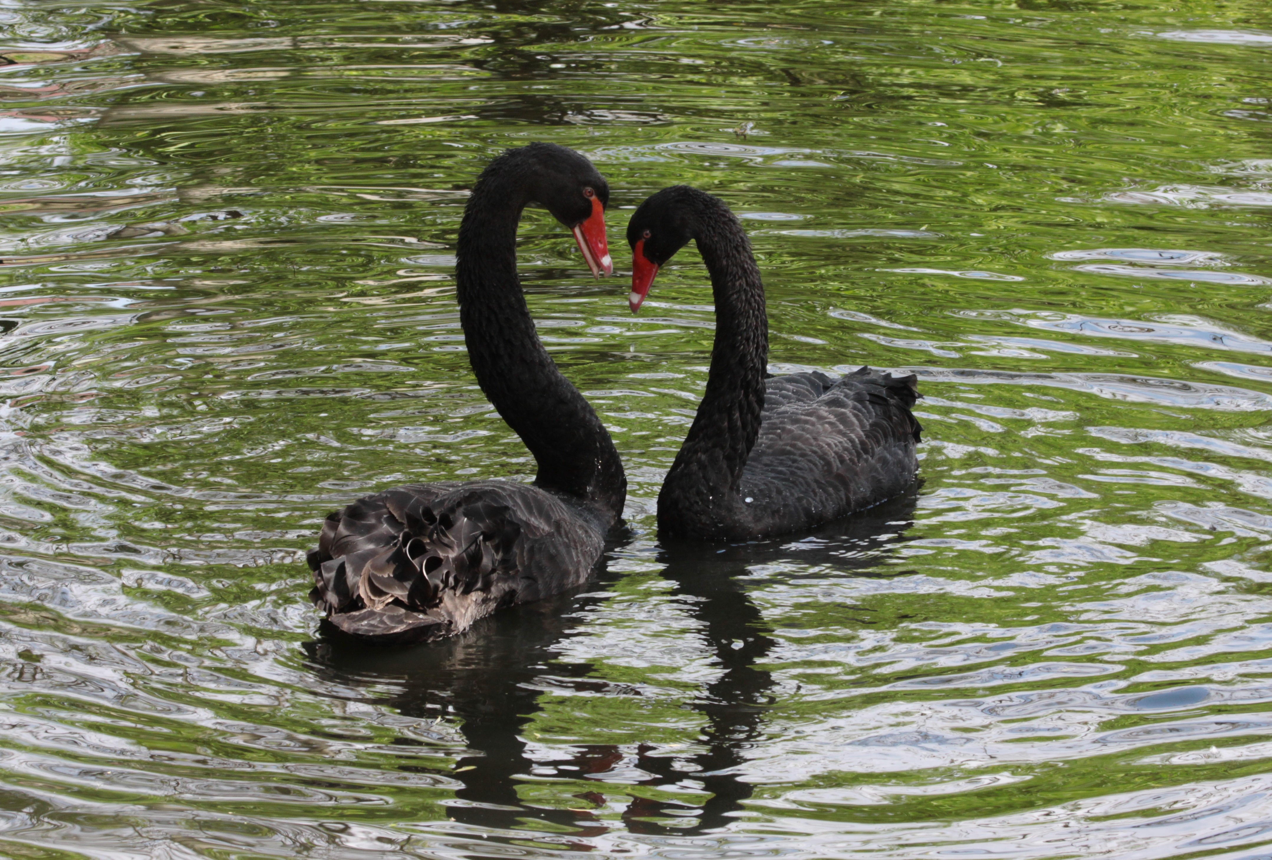 A pair of black swans swim across the lake.
