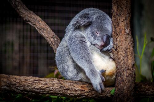 A sleepy koala at the zoo.