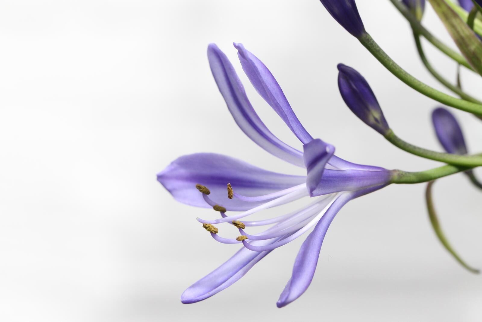 Wallpapers flower plant violet on the desktop