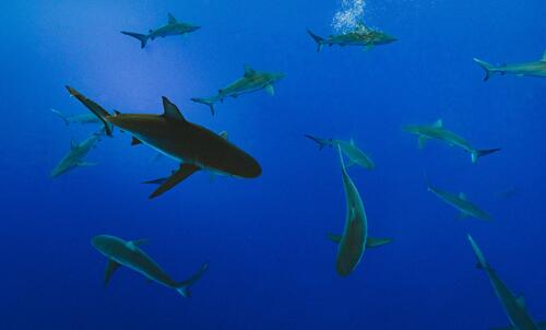 Sharks swim in the depths of the ocean