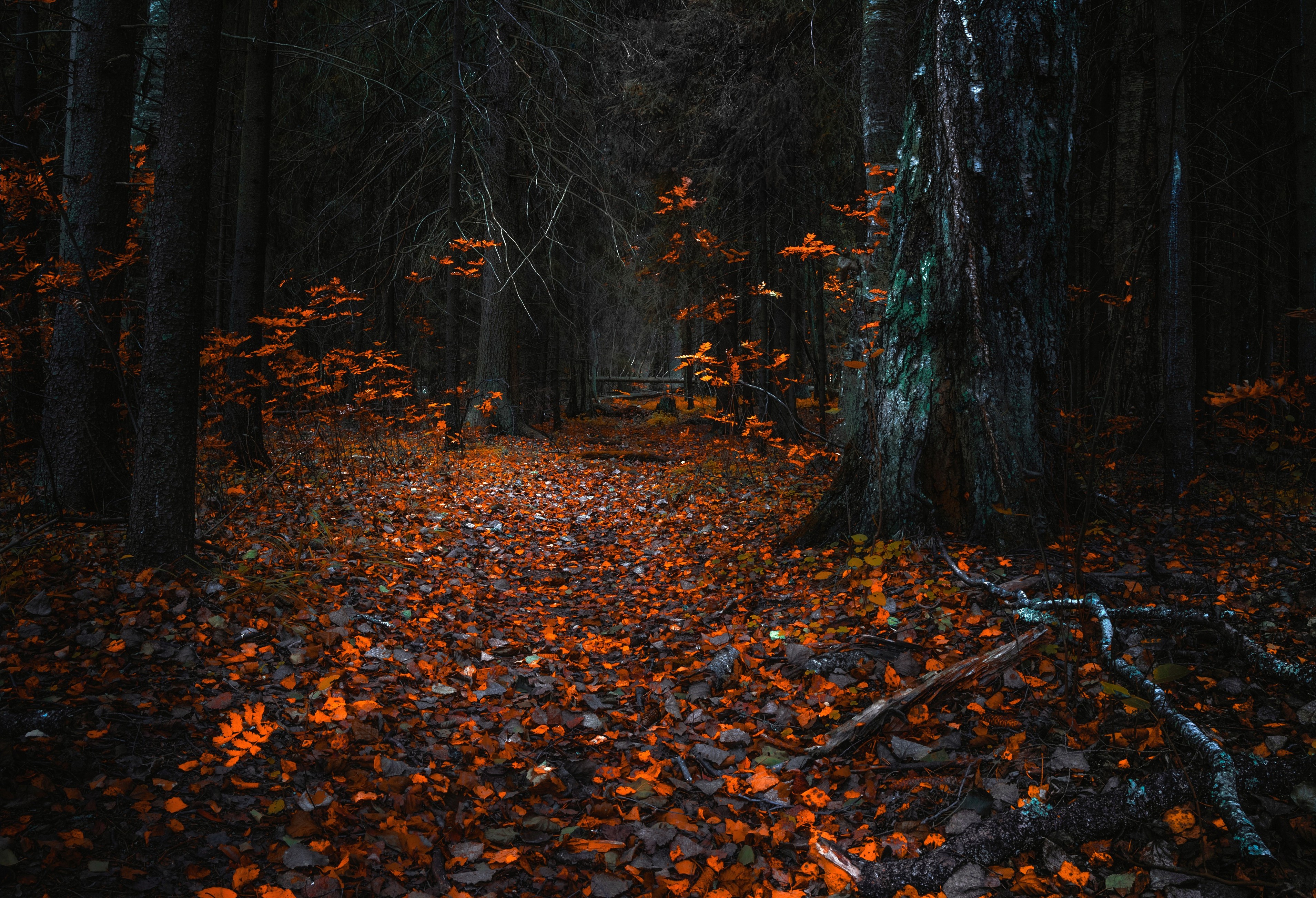 Free photo Fallen dry leaves in a gloomy forest