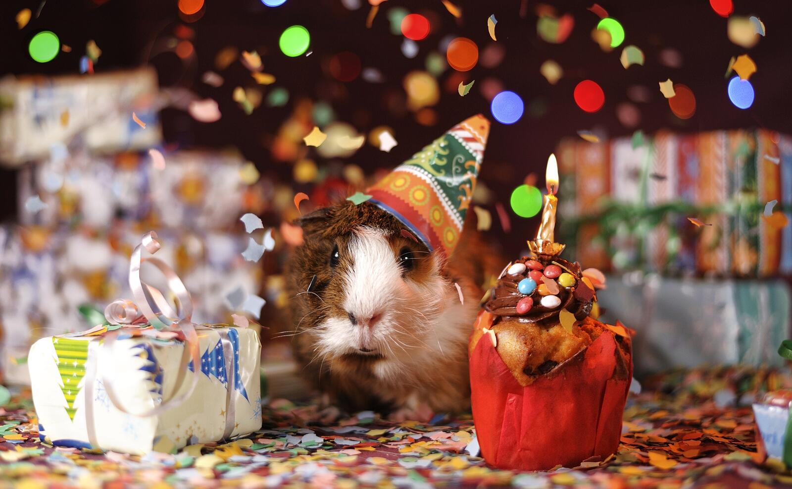 Free photo The guinea pig has a New Year`s Eve party