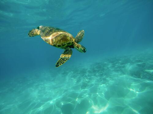 A swimming turtle in the clear sea water off the coast