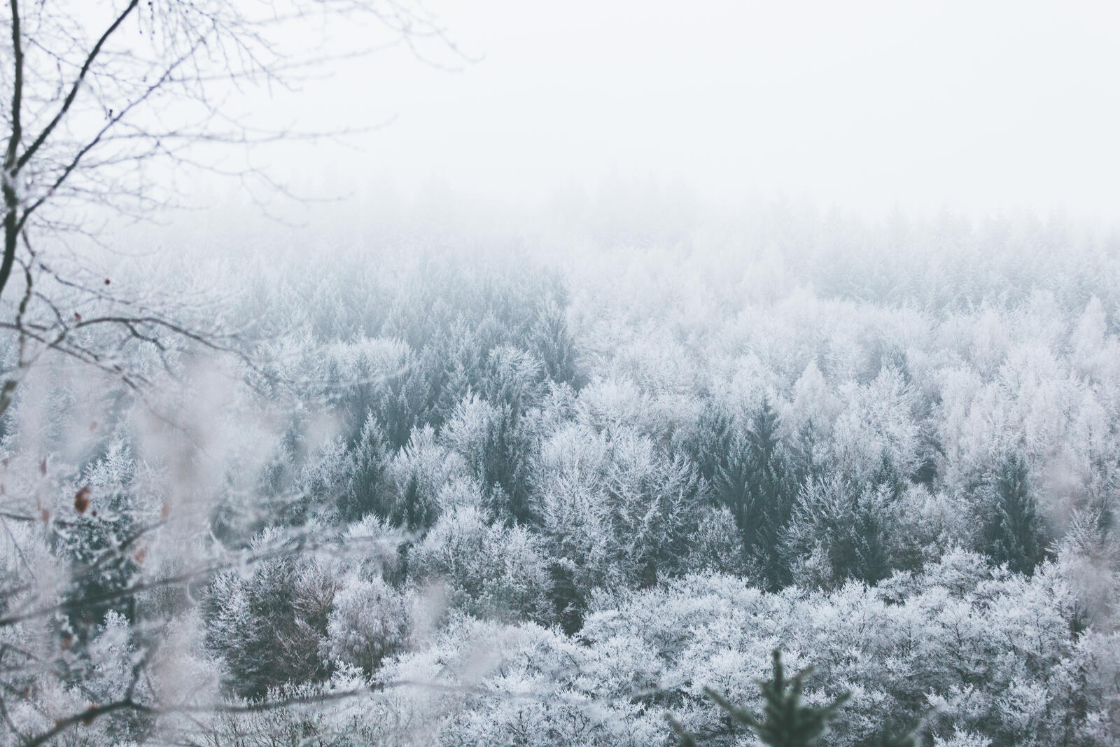 Бесплатное фото Зимние макушки деревьев укатанные снегом