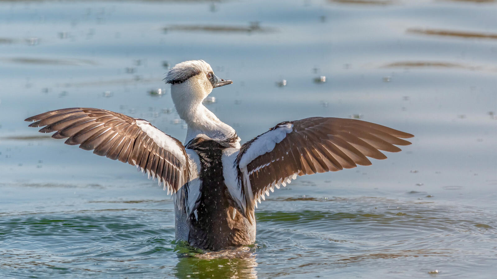 Бесплатное фото Красивая утка на воде расправила крылья