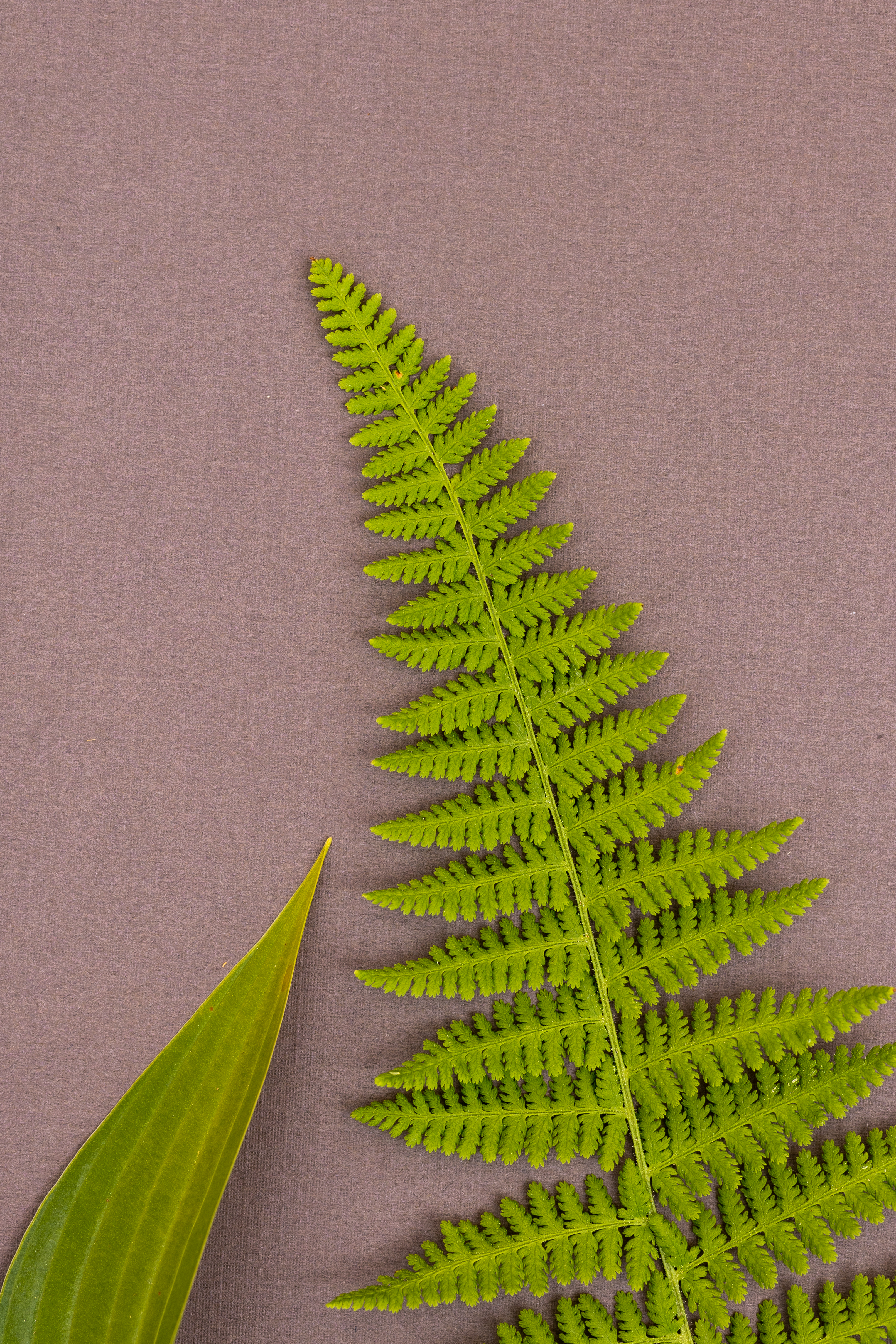 Wallpapers flat lay fern leaf on the desktop
