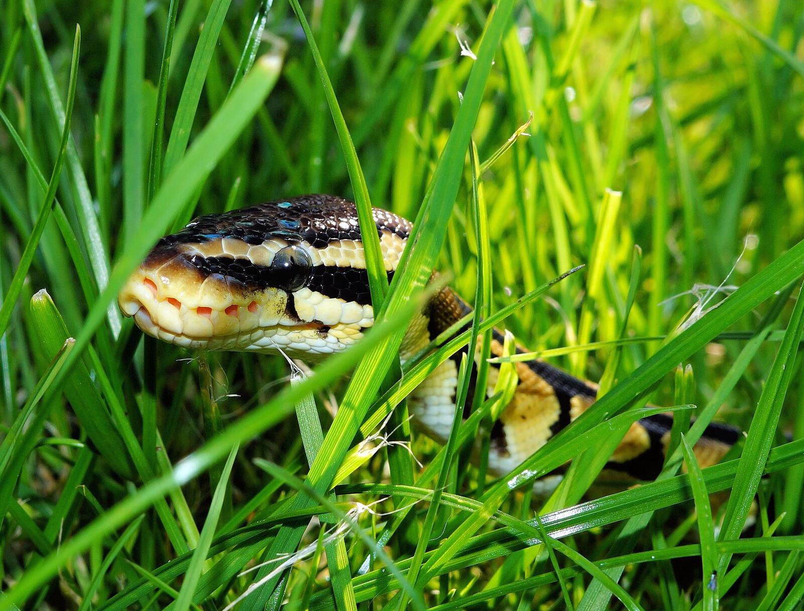 Free photo A python crawls through green grass