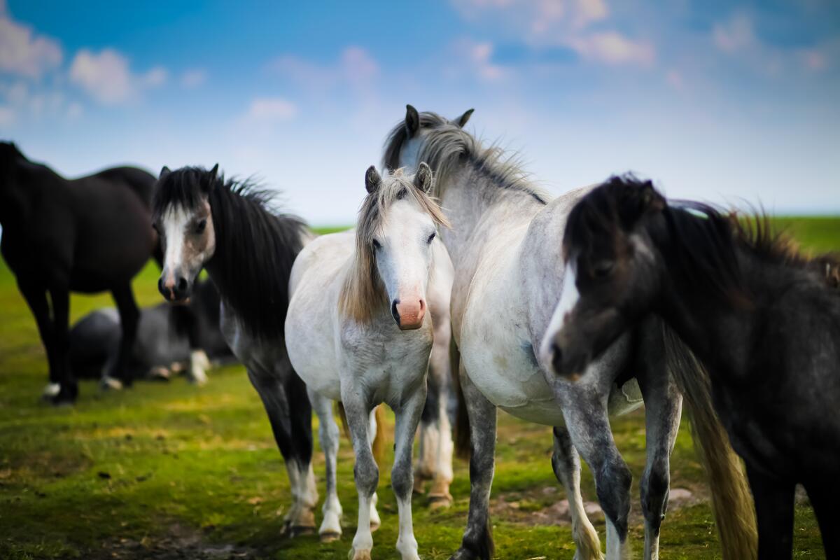 White and black horses grazing in a meadow