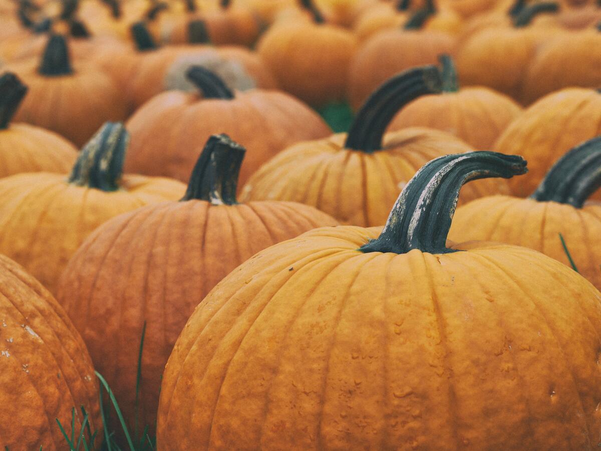 A big pile of big pumpkins