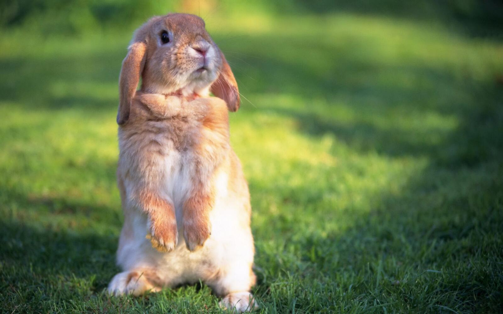 Free photo Bunny stands on his hind legs.