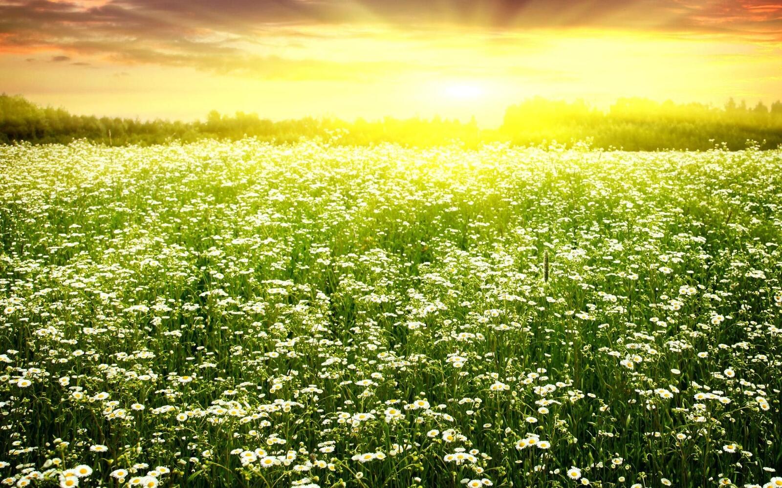 Free photo A field of blooming daisies at sunset