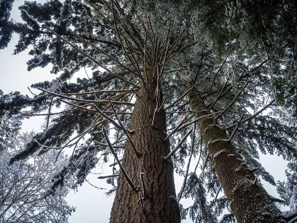 Хвойные замерзшие деревья