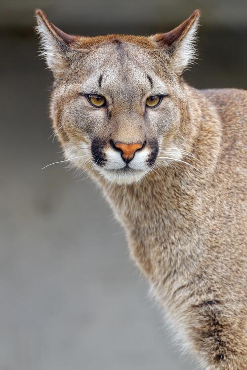 A beautiful adult cougar looks out