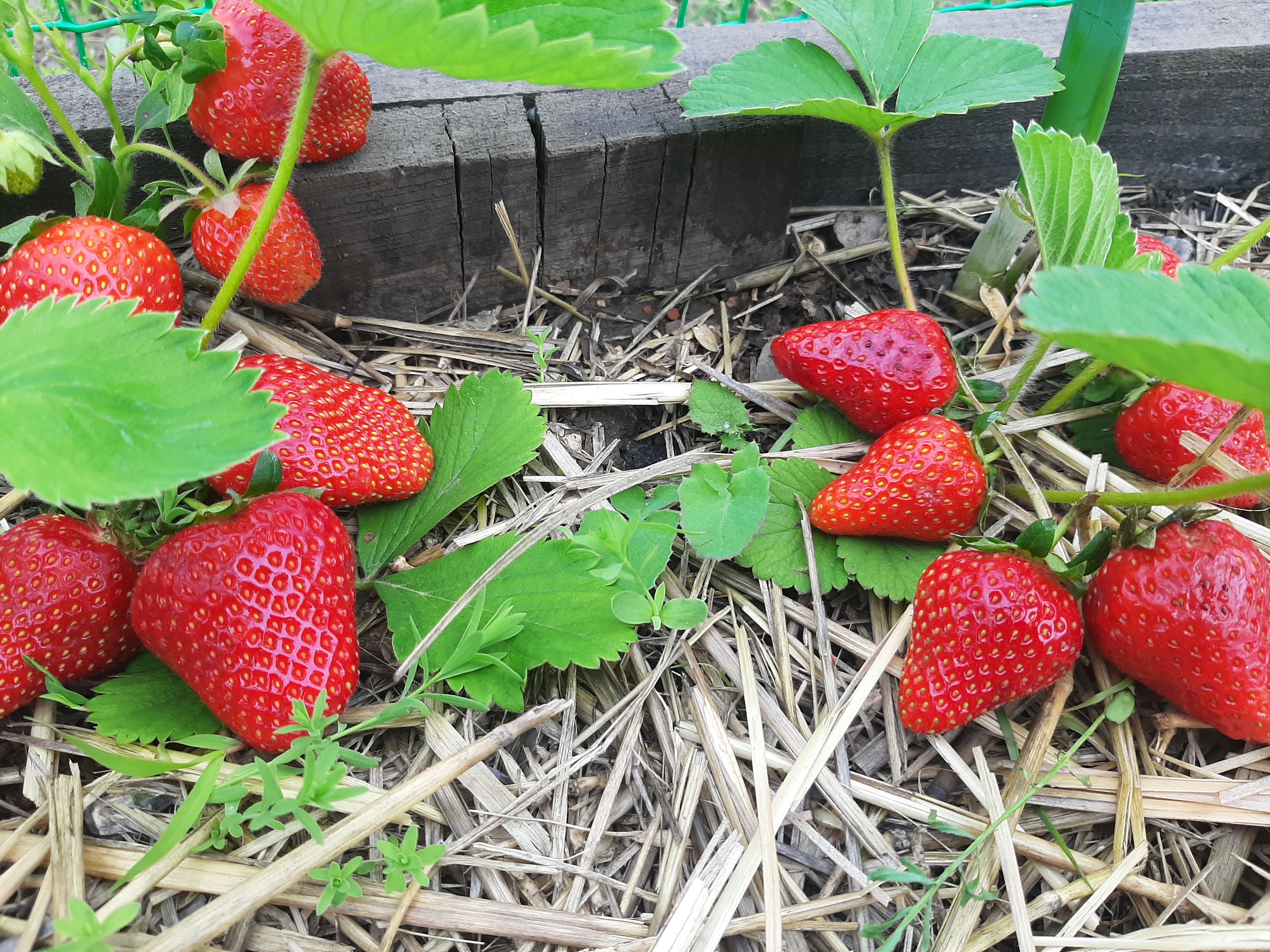 免费照片床上的红草莓