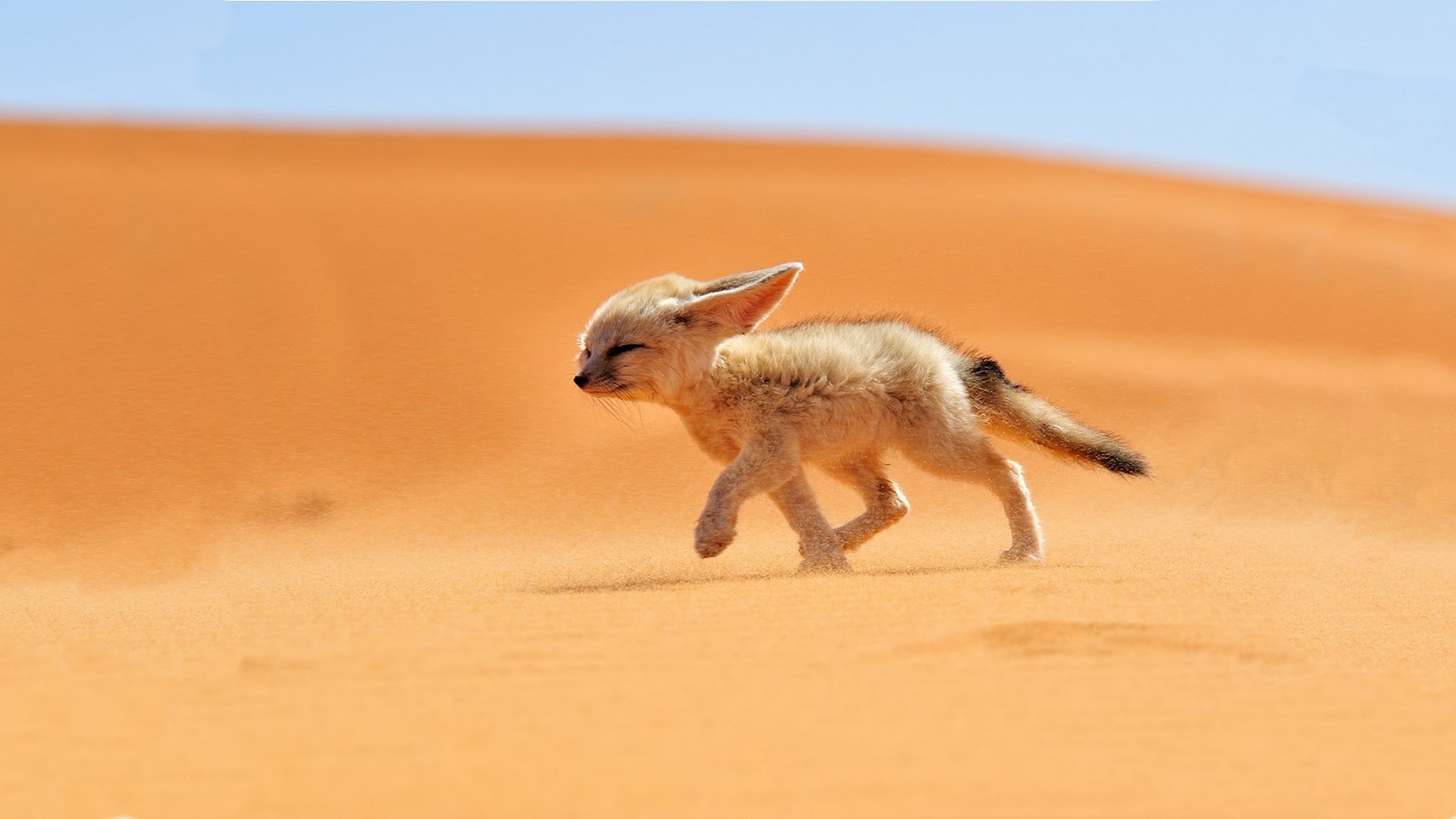Фото бесплатно пустыня, бежит, обои fennec