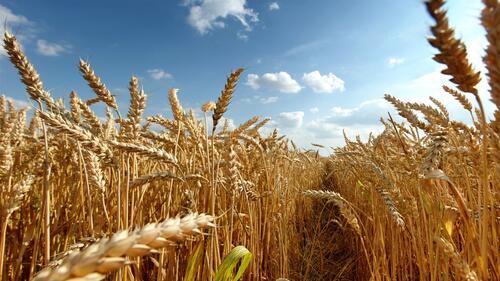 Колосья на пшеничном поле