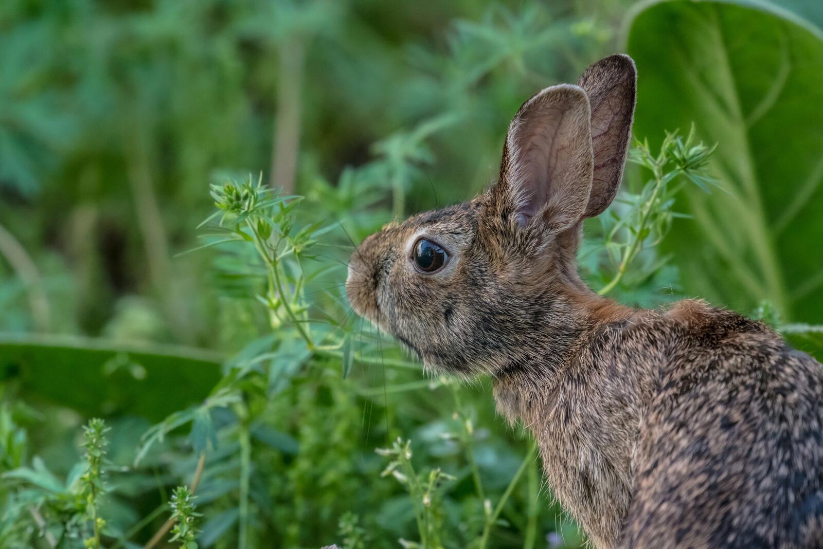 免费照片绿草地上的宠物兔子