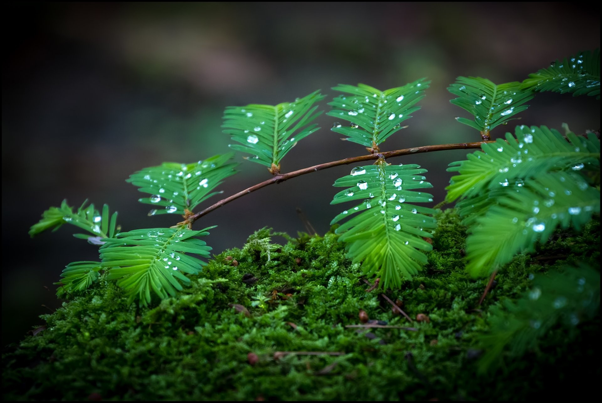 Капли дождя на зеленых листиках
