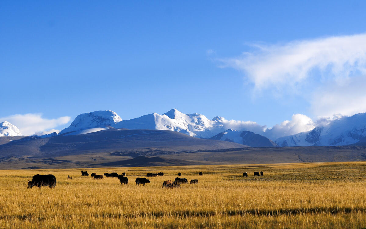 Bisons grazing in a large field against a backdrop of mountains