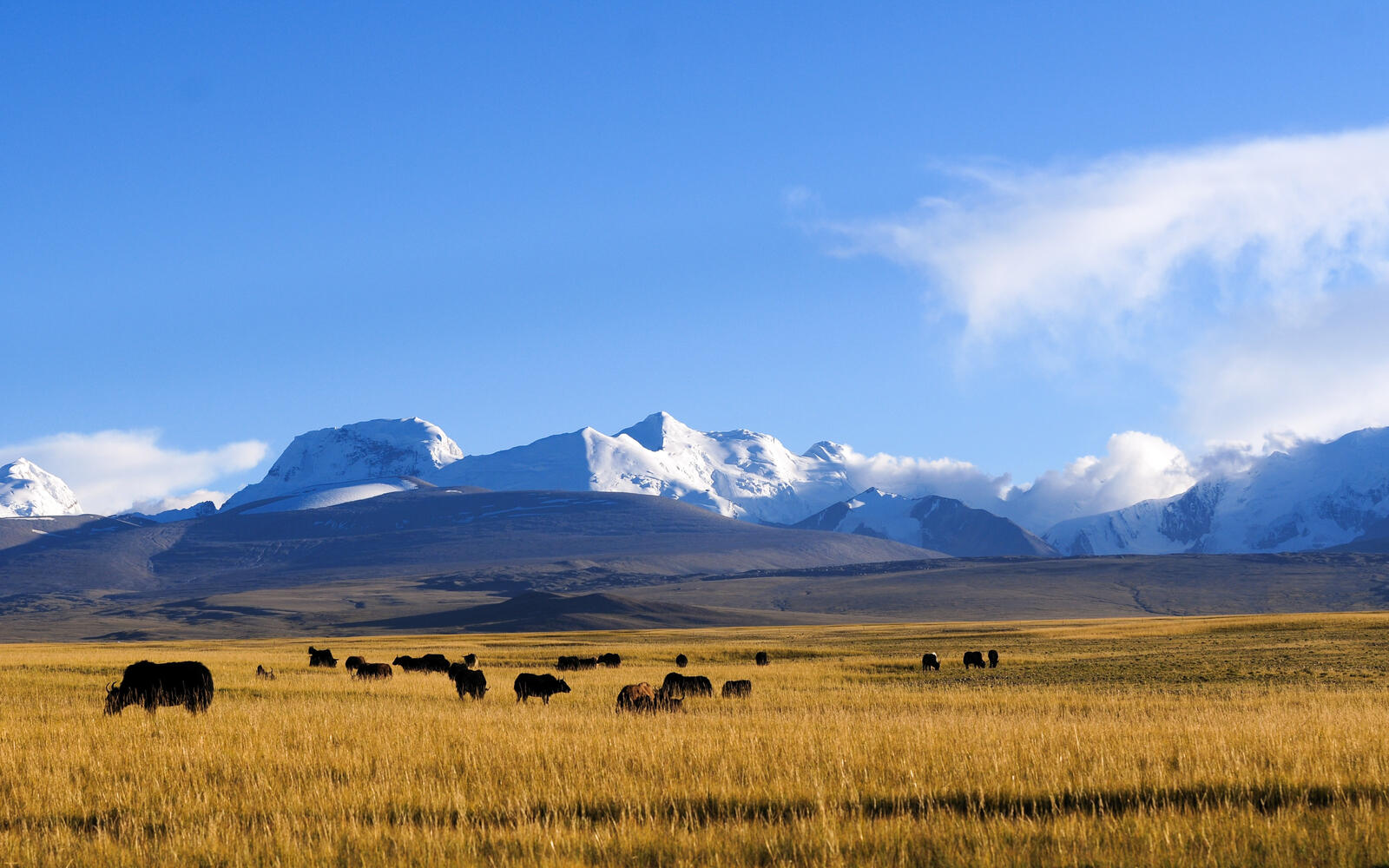 Free photo Bisons grazing in a large field against a backdrop of mountains
