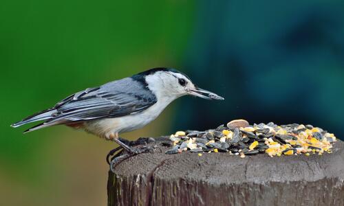 A white-breasted nuthatch pecking seeds on a tree stump.
