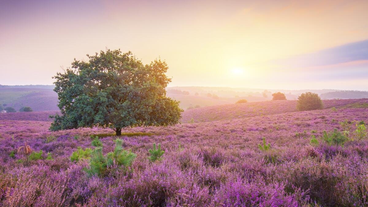 Поле с пурпурными цветами в утренний день на восходе солнца