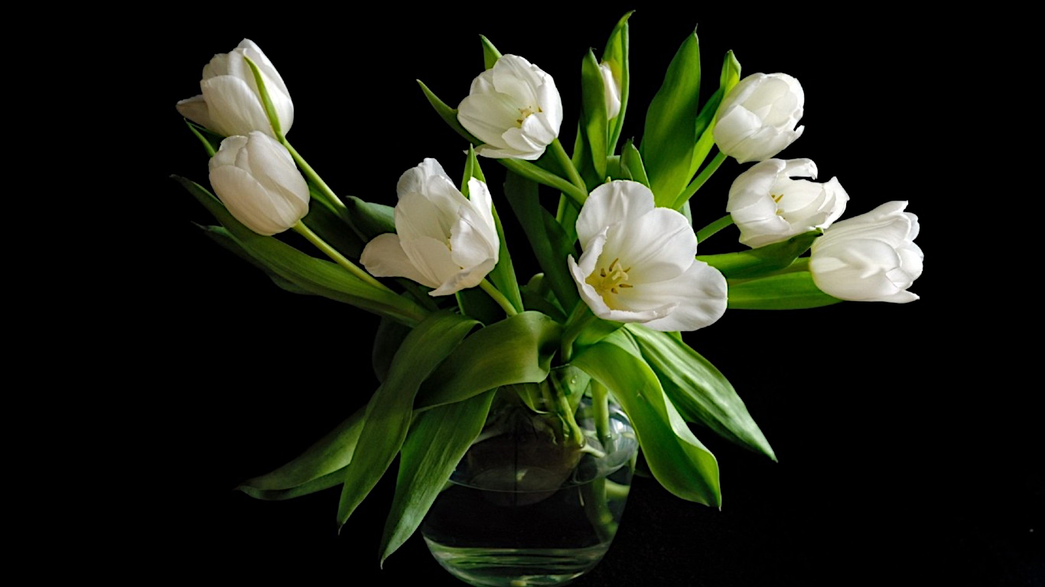 Букет белых тюльпанов в прозрачной вазе с водой на черном фоне
