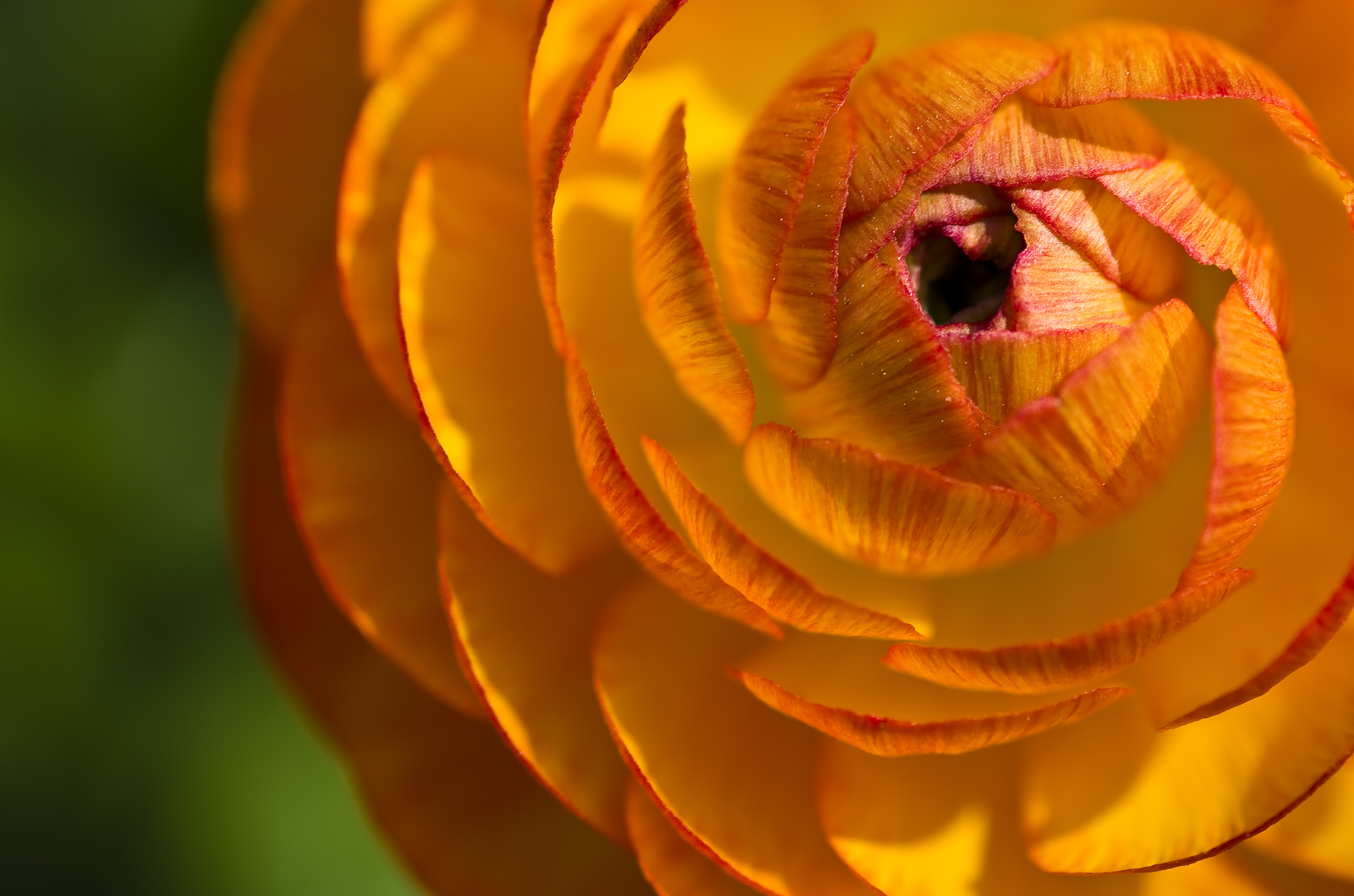 黄橙色的毛茛花瓣。