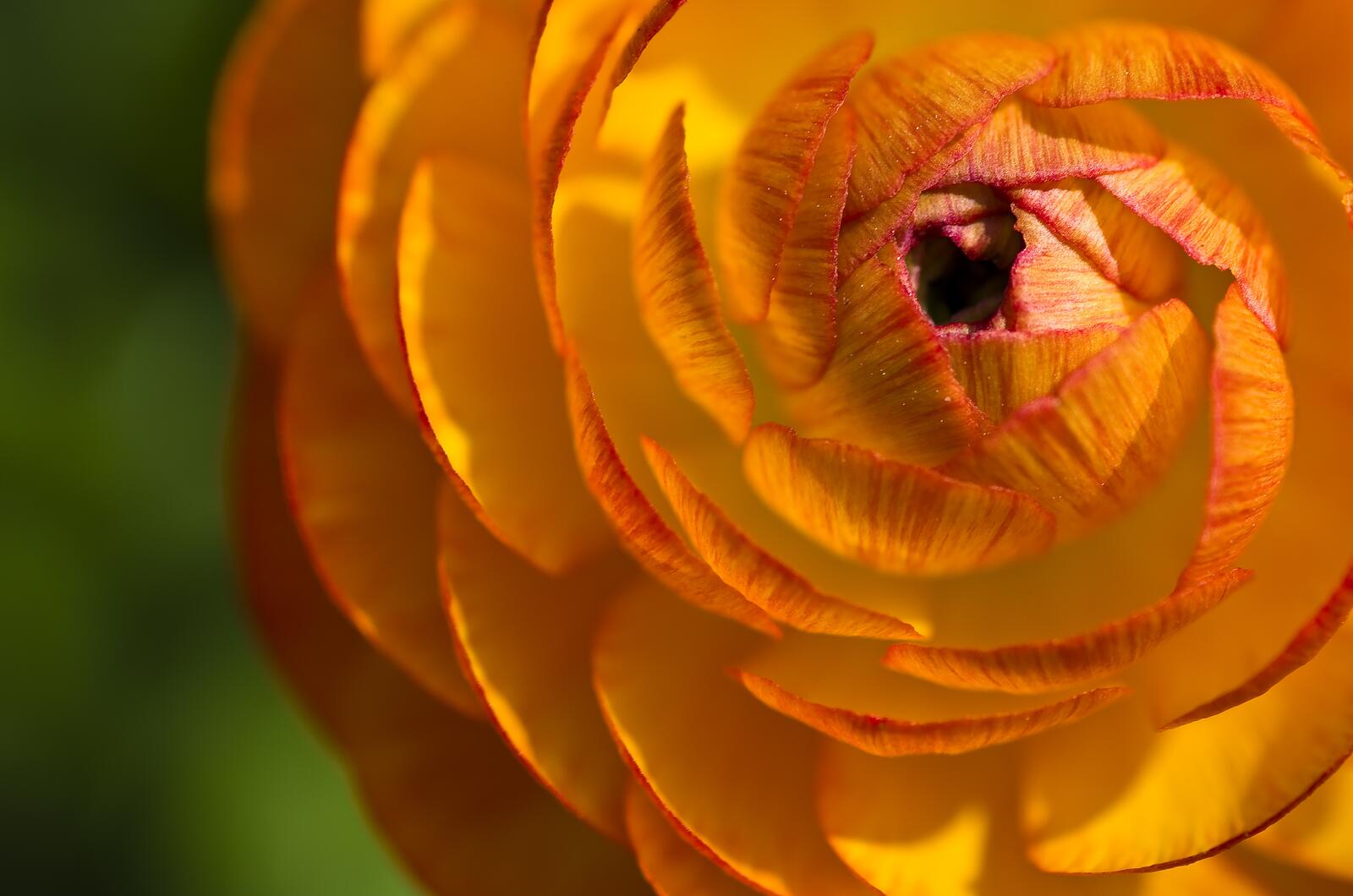 Бесплатное фото Жёлто-оранжевый лепестки лютика