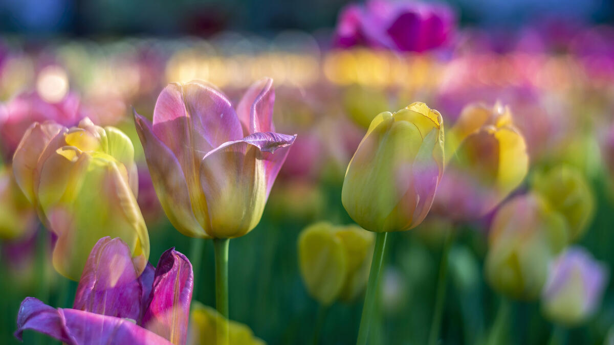 Multicolored tulip buds