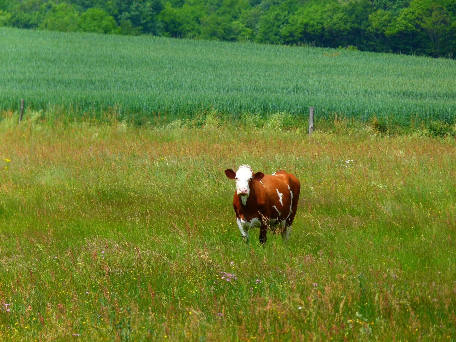 Free photo A cow in a meadow