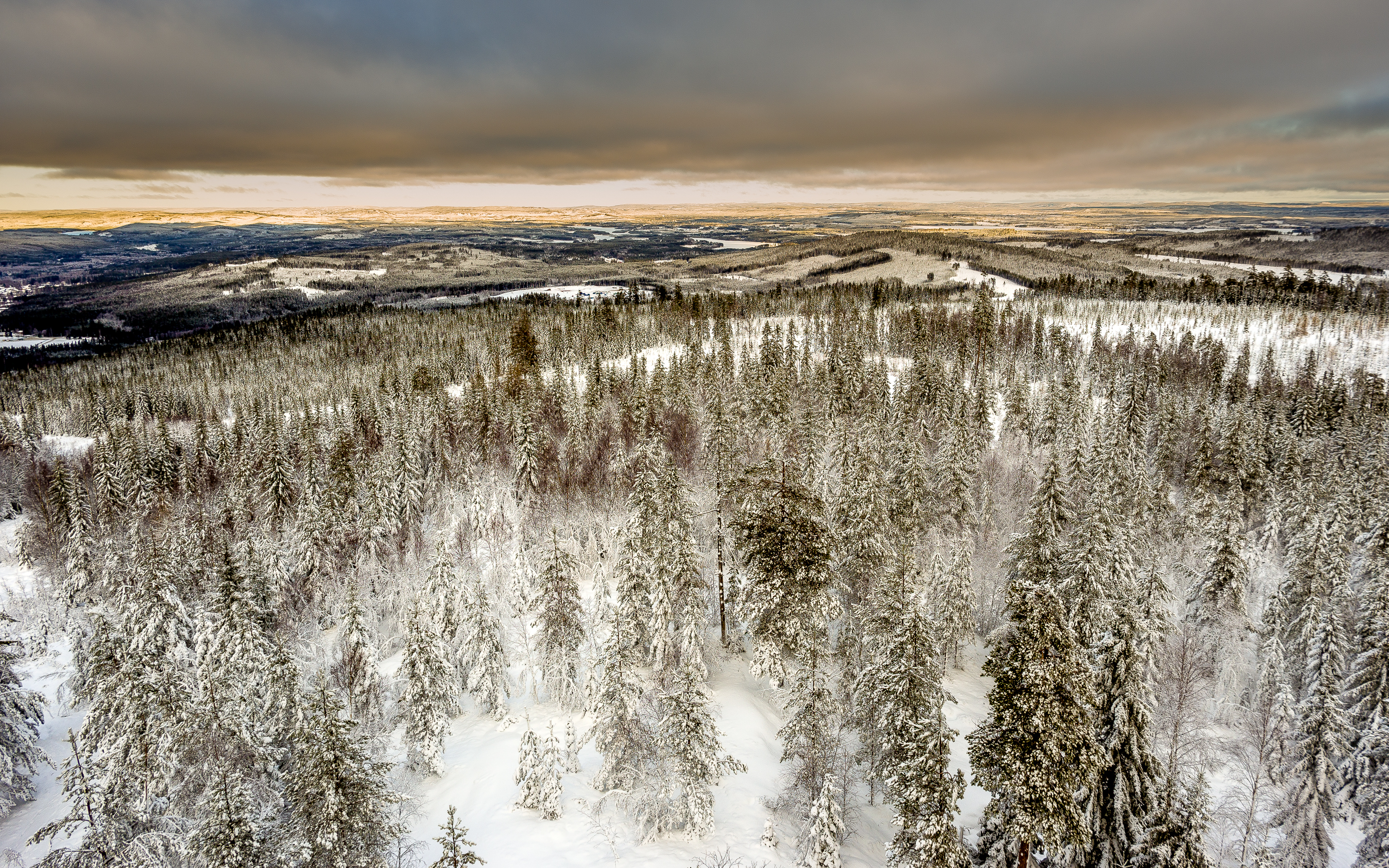 Winter forest top view