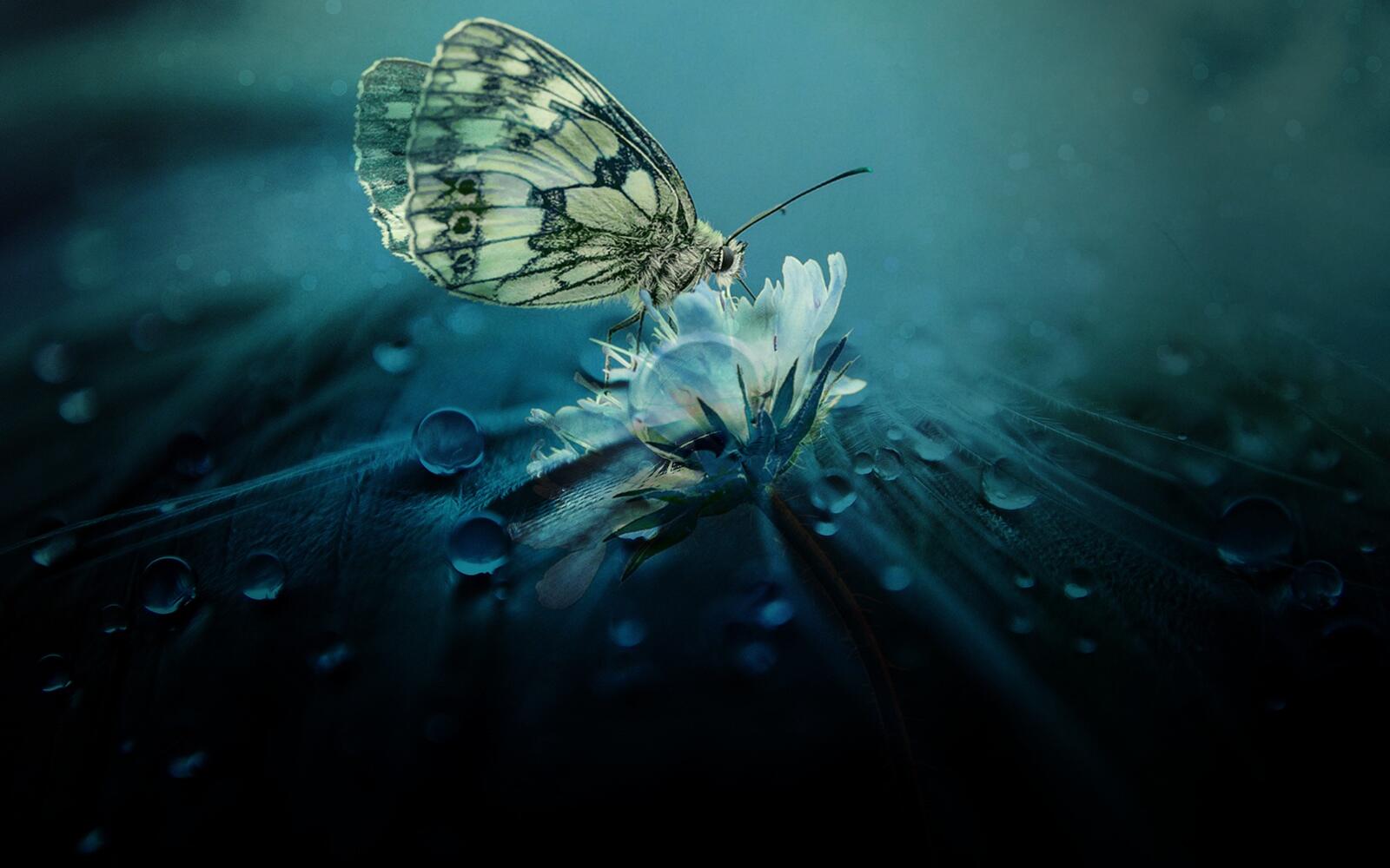 Бесплатное фото Бабочка на мокром цветочке