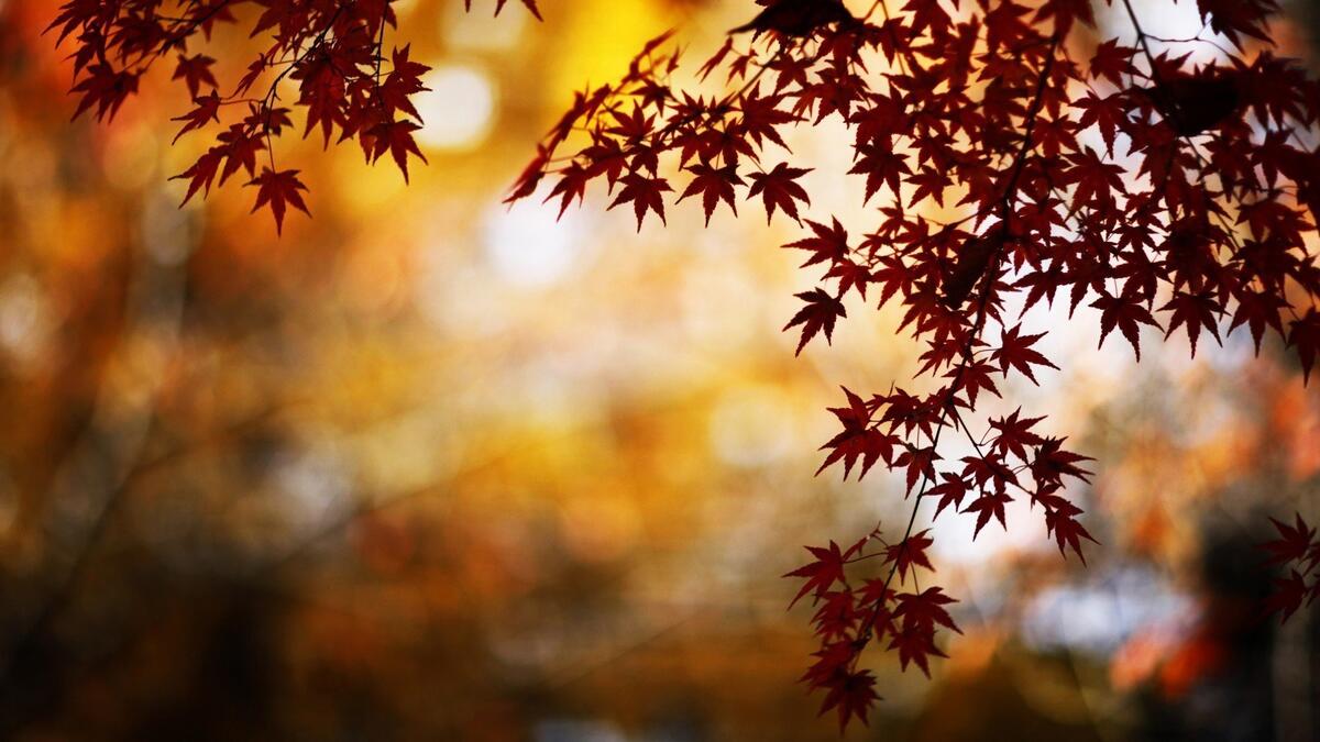 Autumn Maple Leaves in Red
