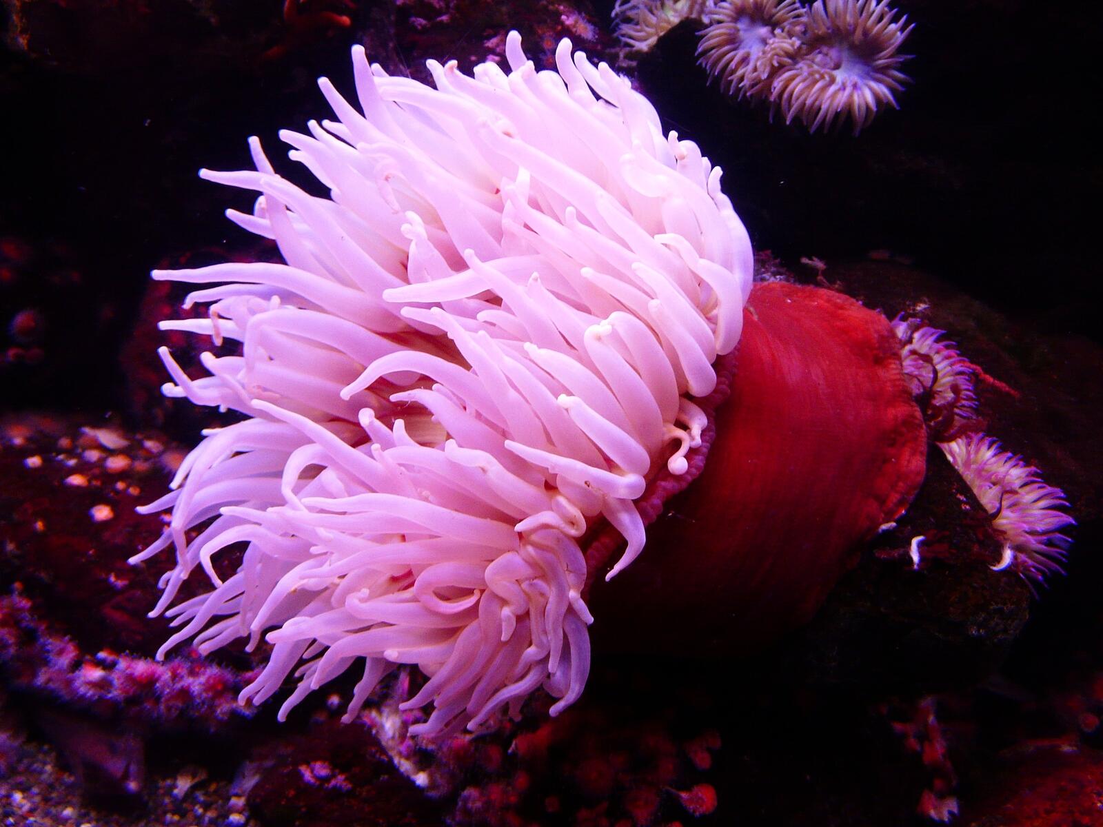 Wallpapers pink underwater wallpaper sea anemone on the desktop