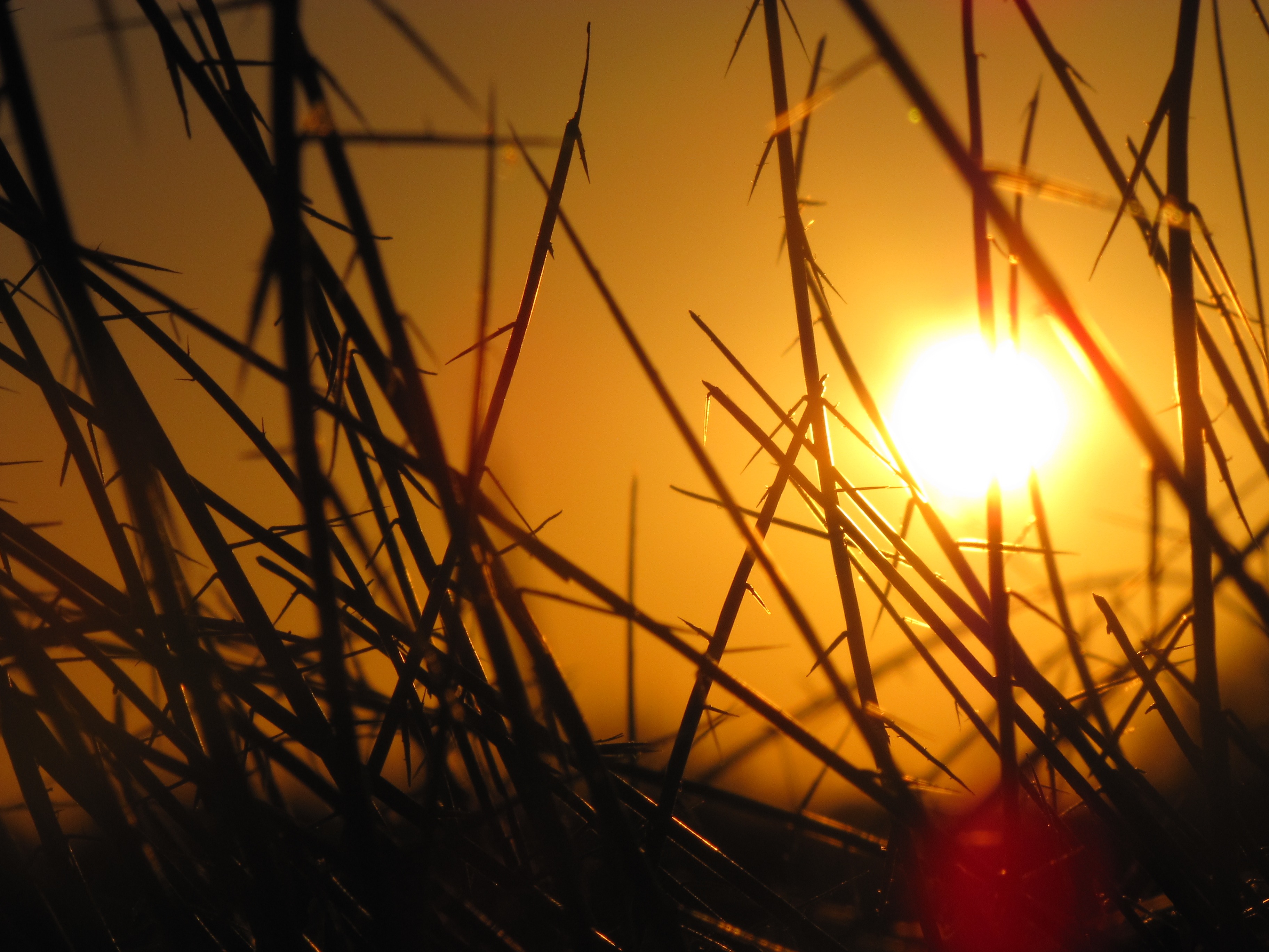 Бесплатное фото Вид на закат через траву