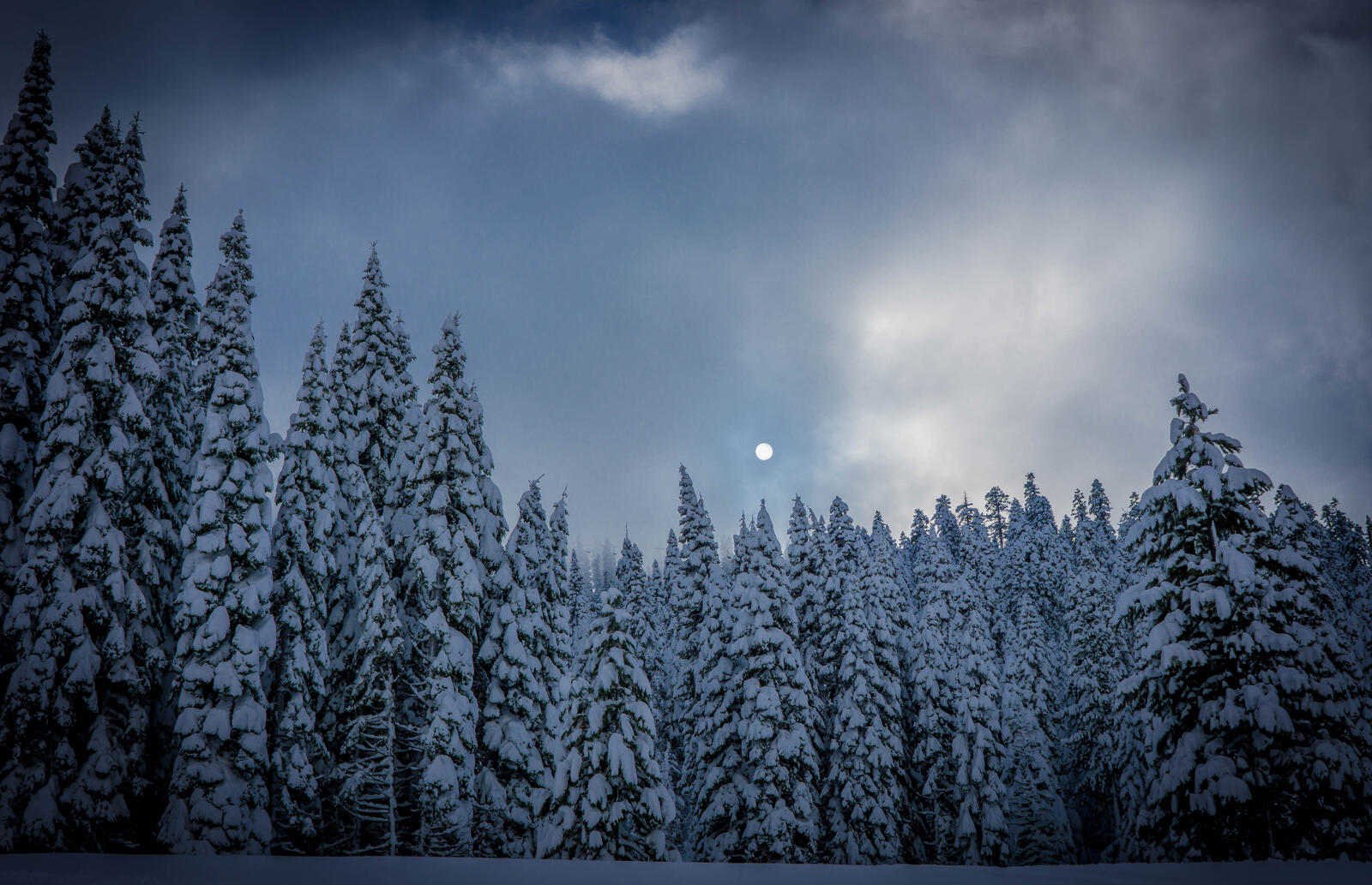 Бесплатное фото Елки в снегу во тьме